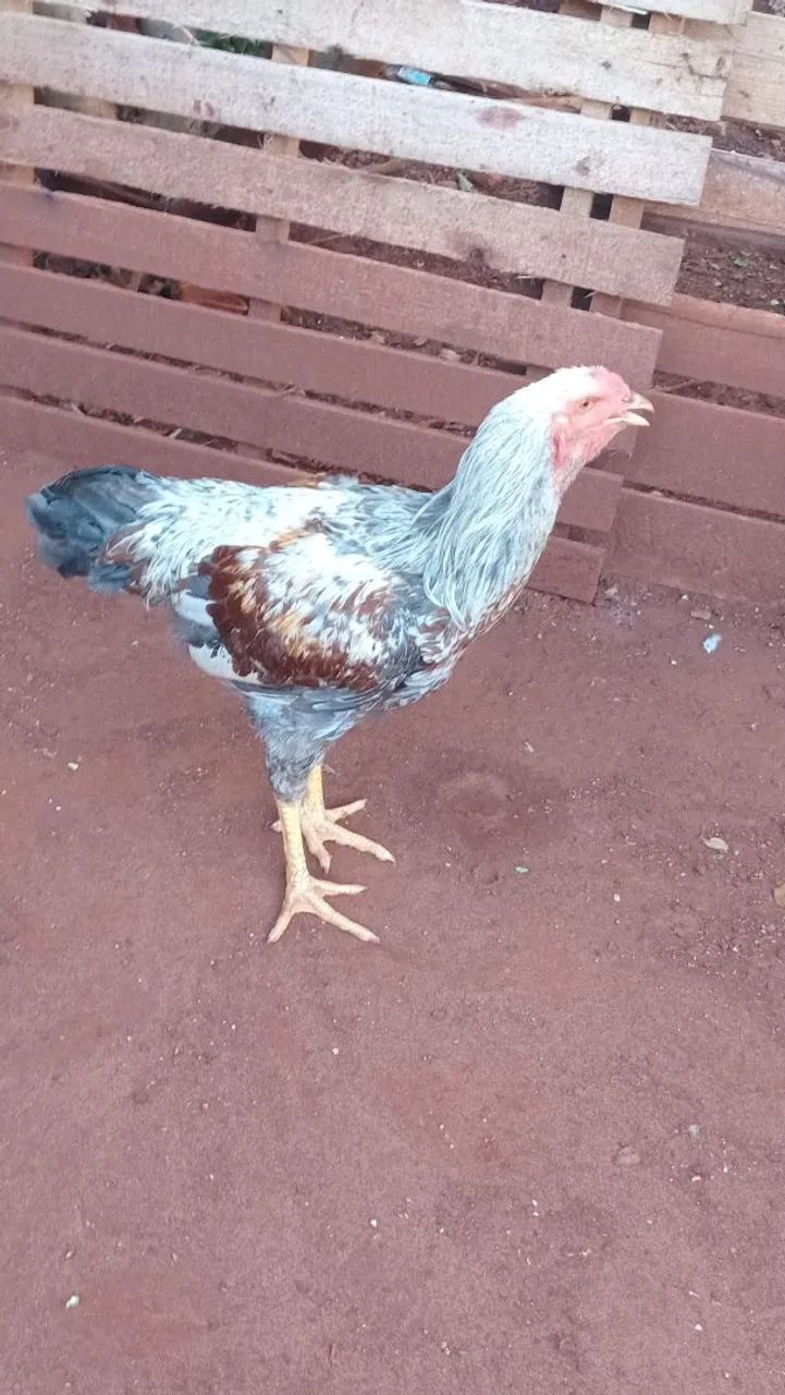 Vendo Galo Mestiço