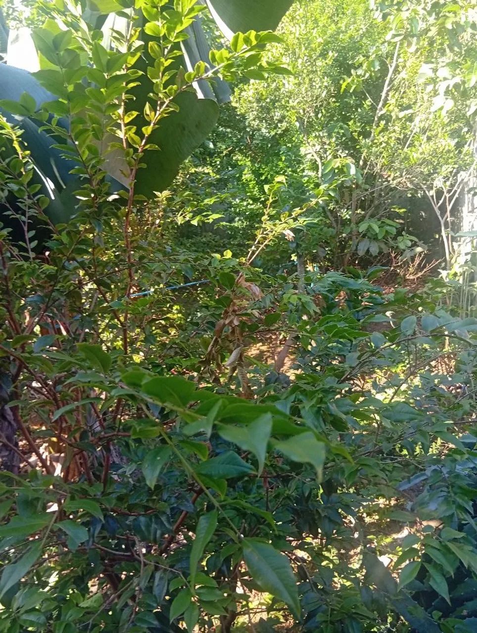 Vende_se urgente  - Foto 4