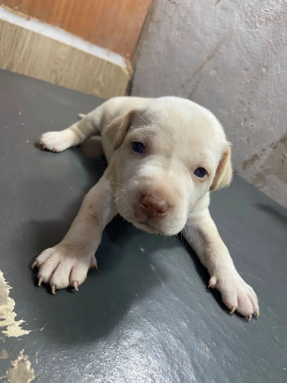 Cachorro  - Foto 5