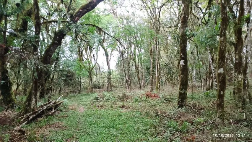 Imóvel rural com 40.000 m2 - Foto 5