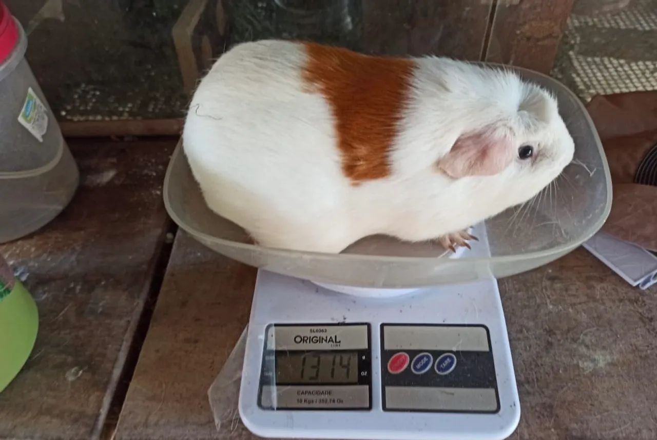 Animais  - Foto 4