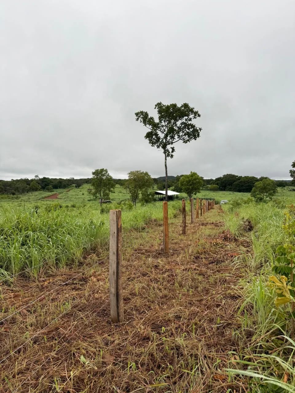 Aluguel de Pasto Próximo a Palmas - 500 Cabeças - Estrutura Nova  - Foto 5