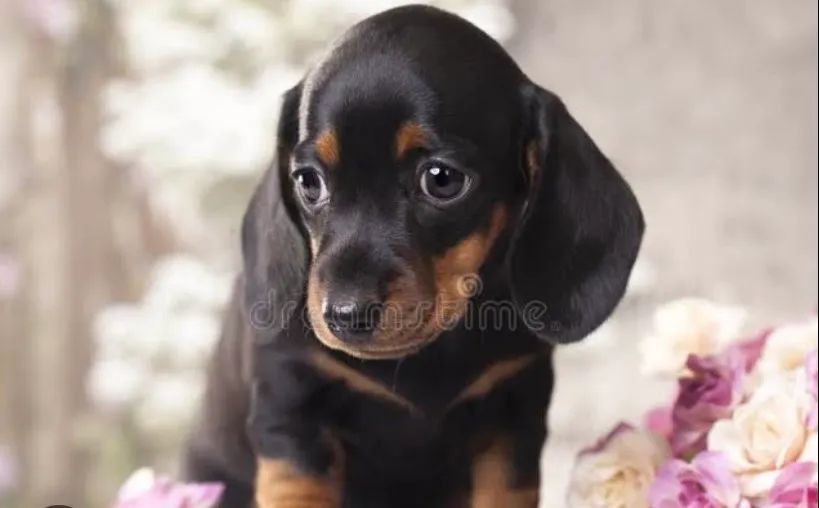Dachshund - Foto 4