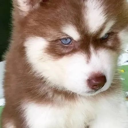 Husky siberiano filhotes 