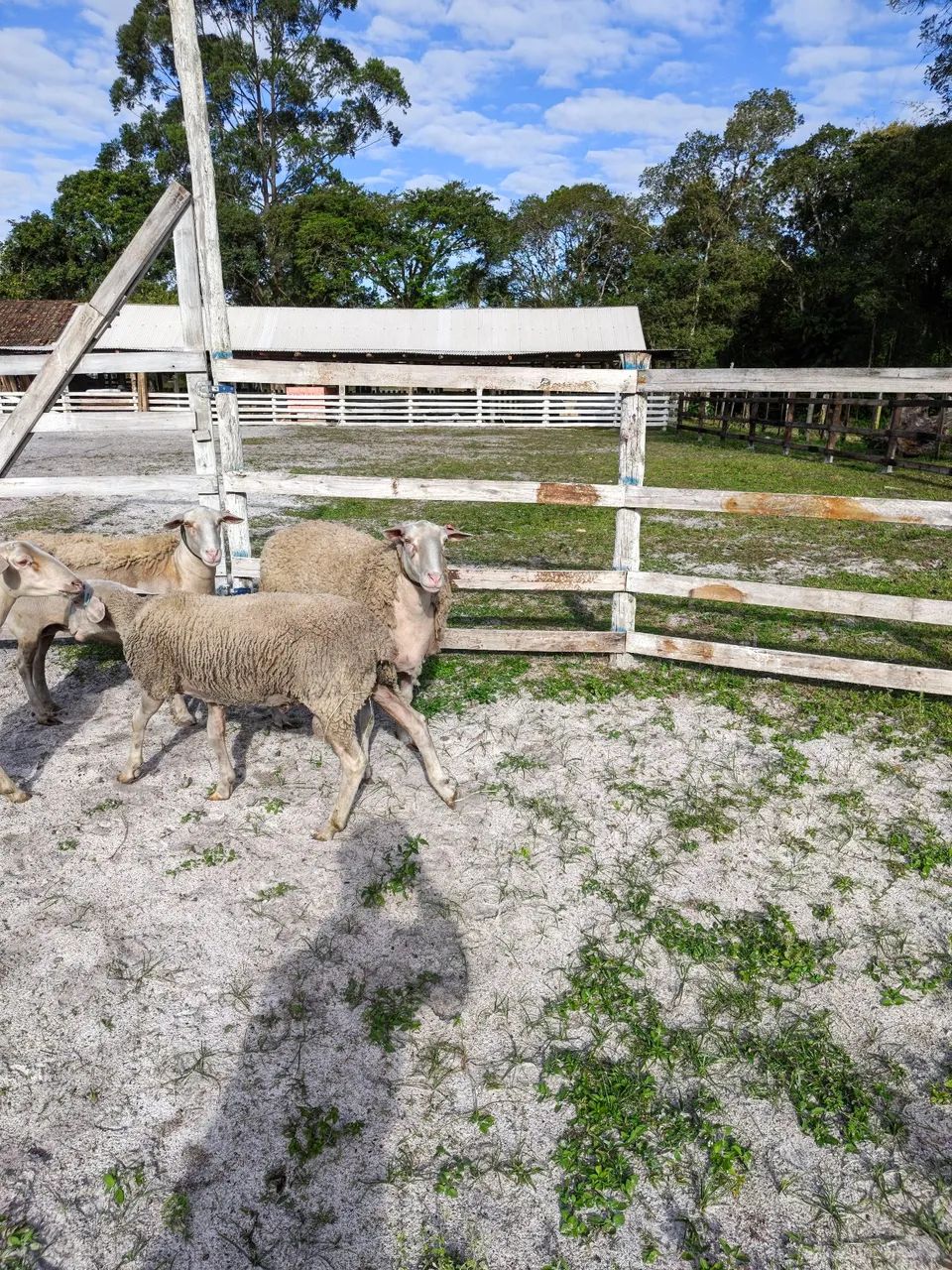 Ovelha  - Foto 5