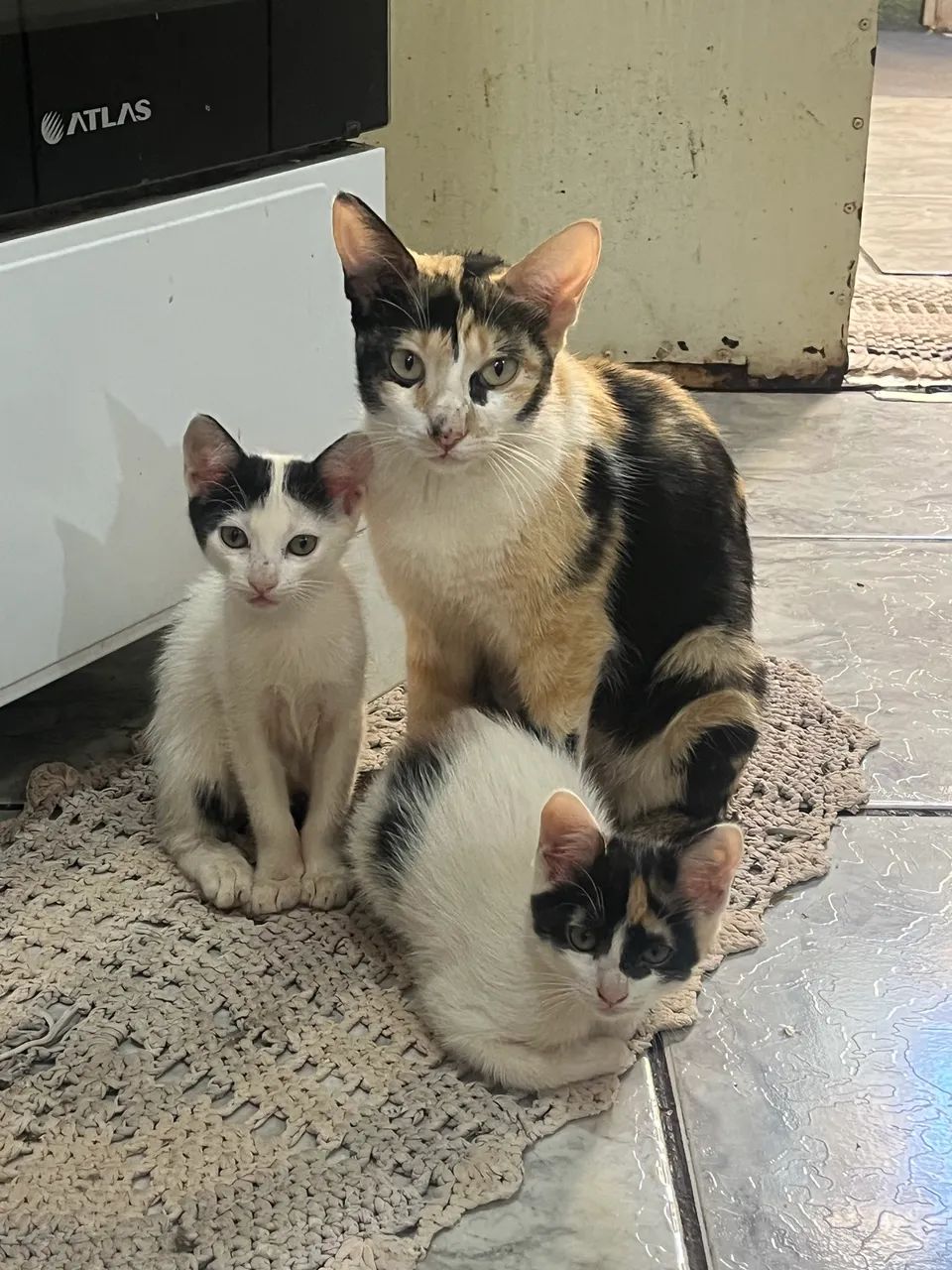 Adoção de gatinhas  - Foto 2