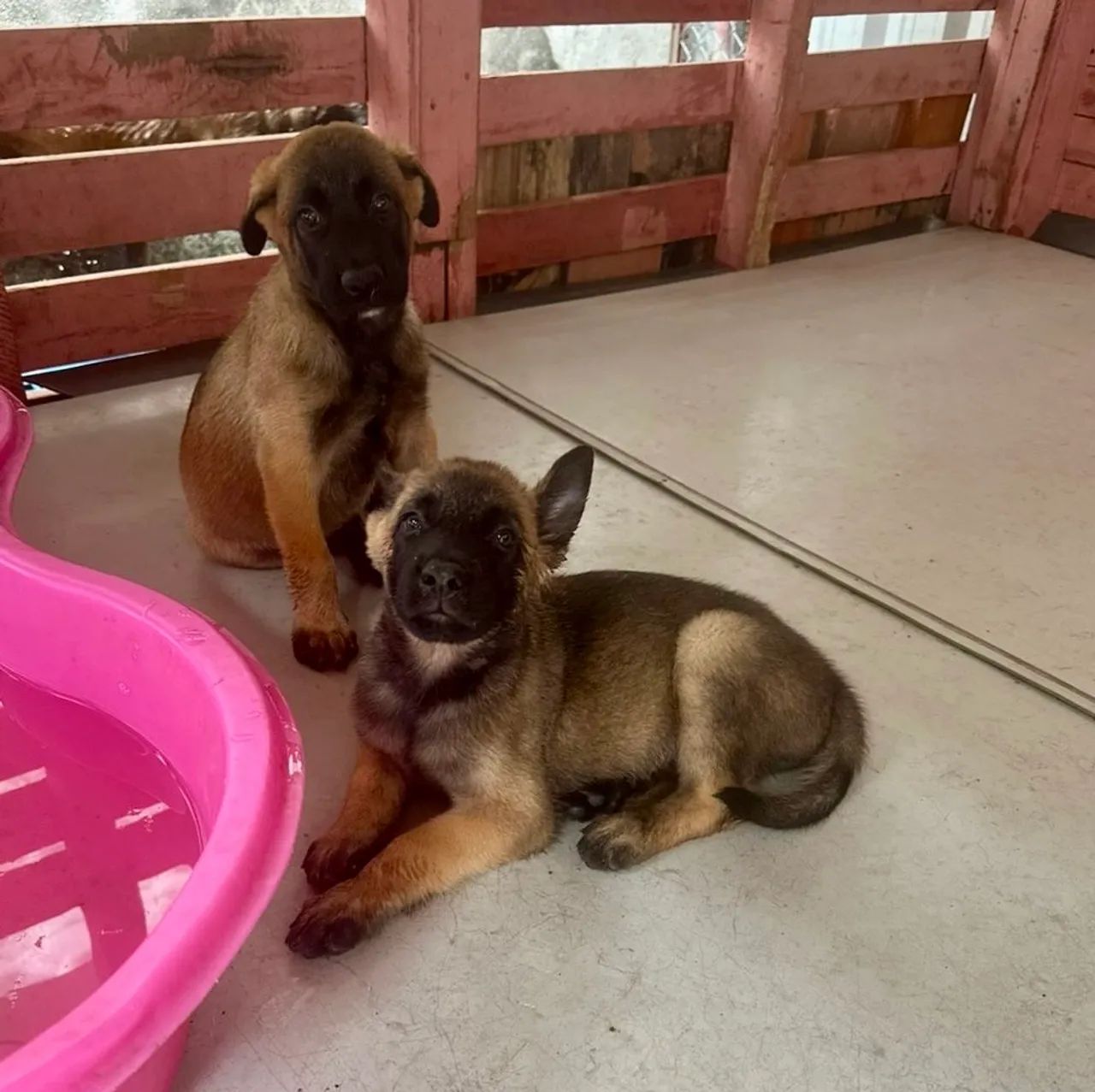 PASTOR BELGA MALINOIS (FILHOTES) Macho