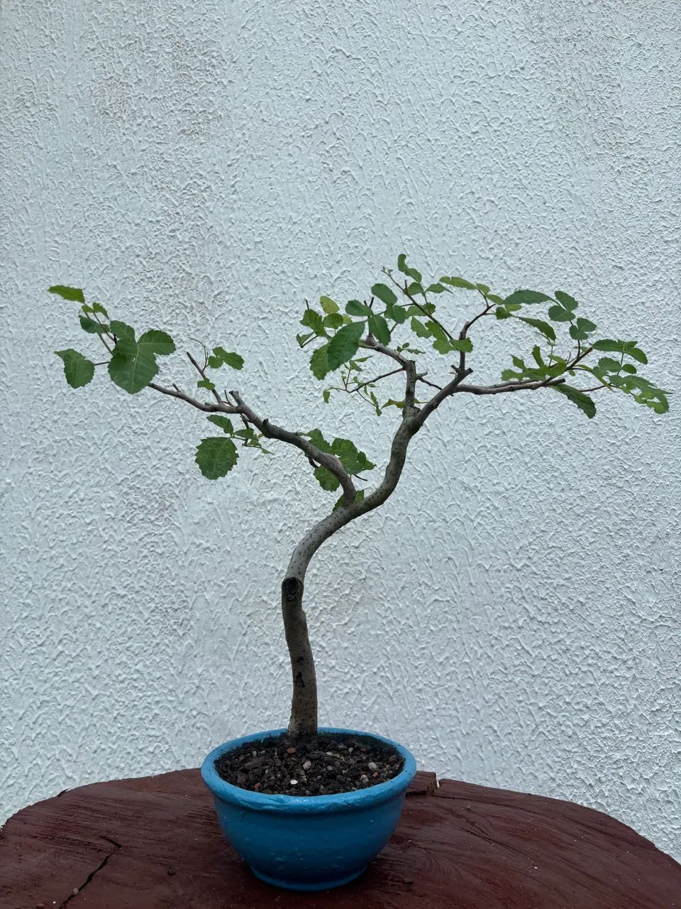 Bonsai de Aroeira  - Foto 3