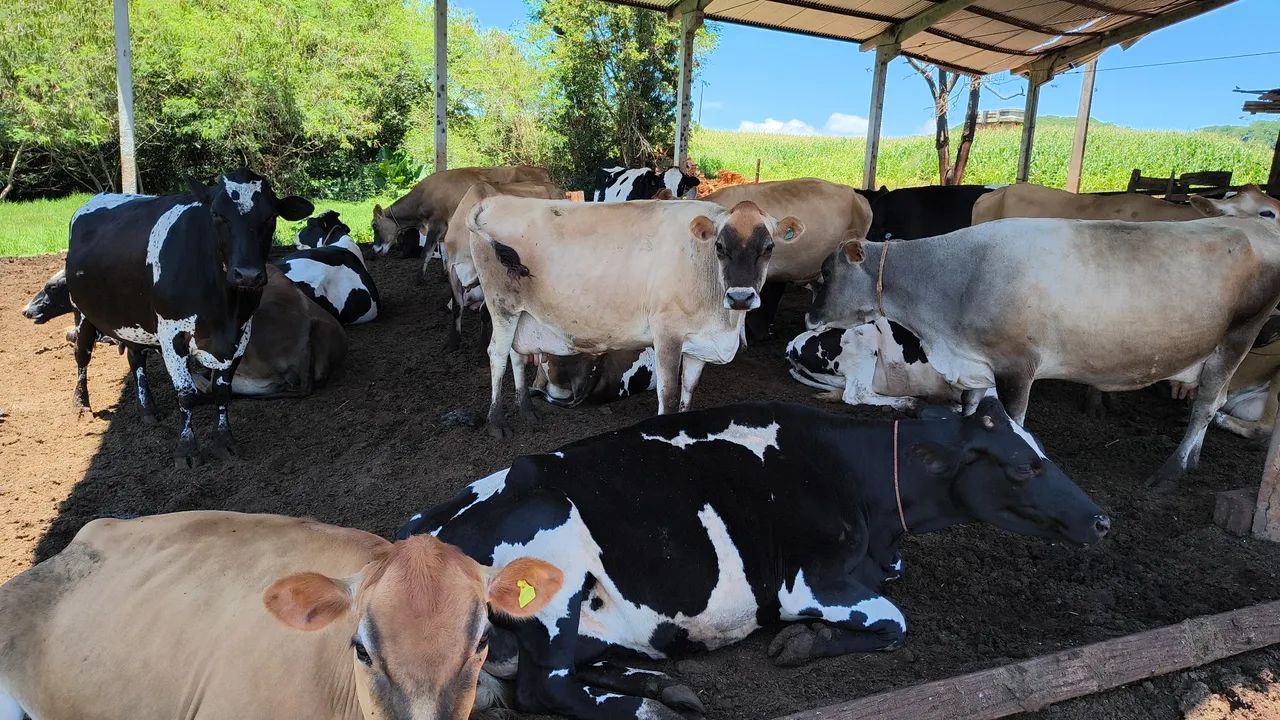 Vacas de leite e novilhas  - Foto 2