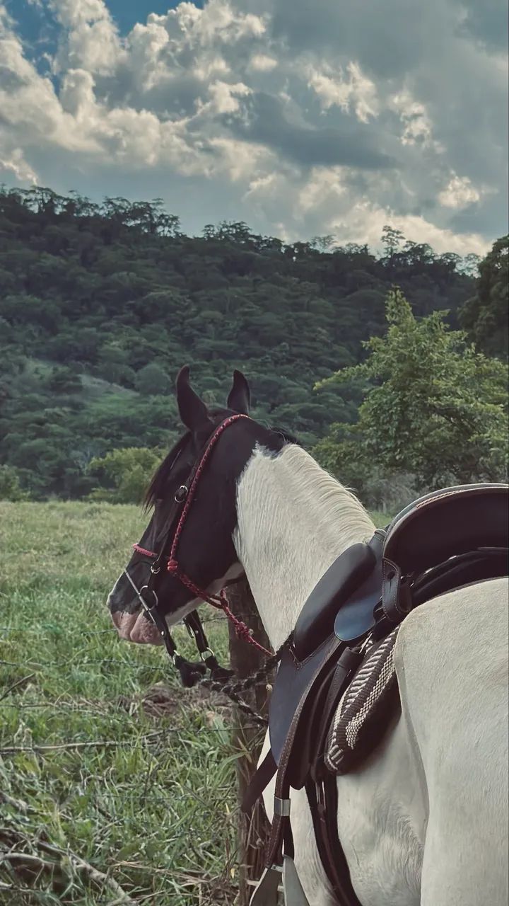 Cavalo Grande TOP - Foto 2