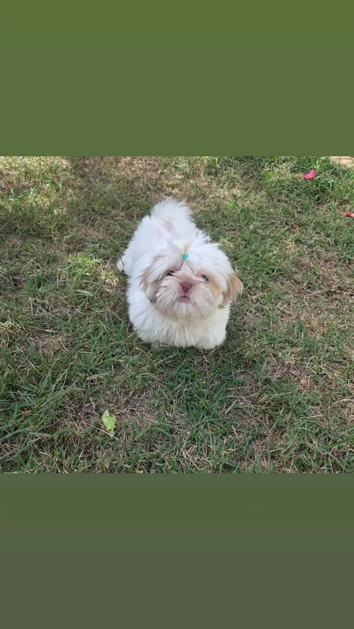 Shih tzu mini macho branco - Foto 4