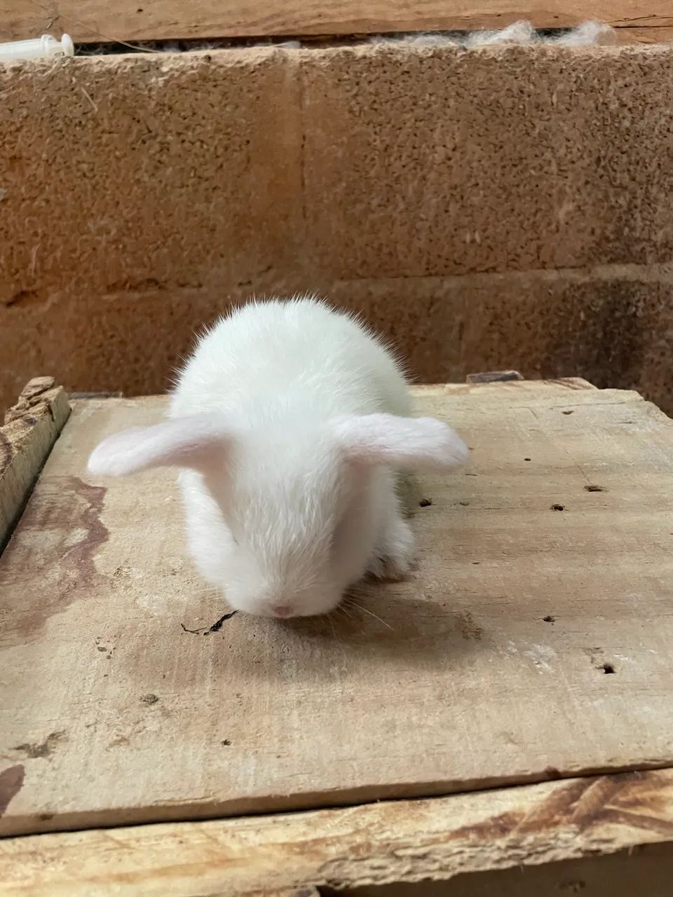 Reservas de filhotes de coelhos Mine Lop - Foto 6