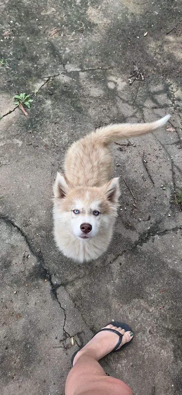 Husky Siberiano Macho
