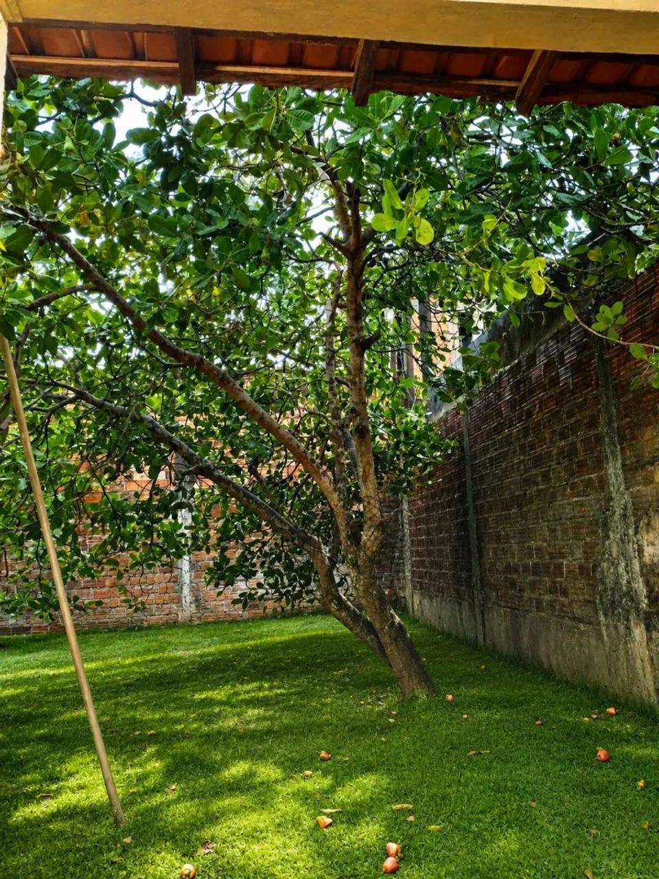 Caju maça - Foto 3