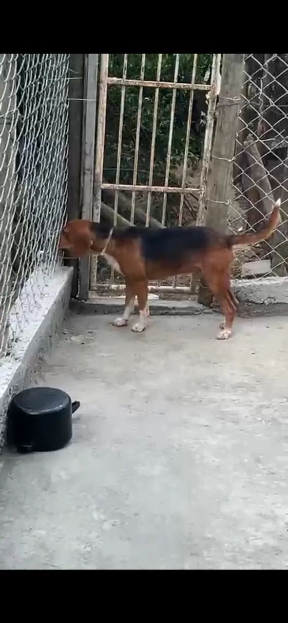 Americano com beagle - Foto 3