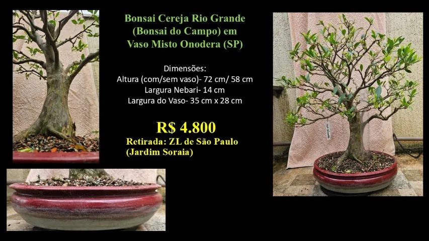 Bonsai Cereja Rio Grande Vaso Onodera - Jardinagem e Plantas