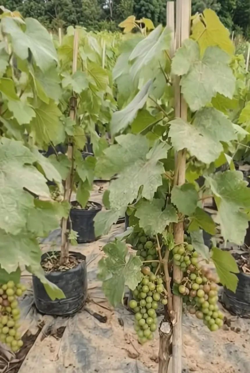 Mudas frutíferas 