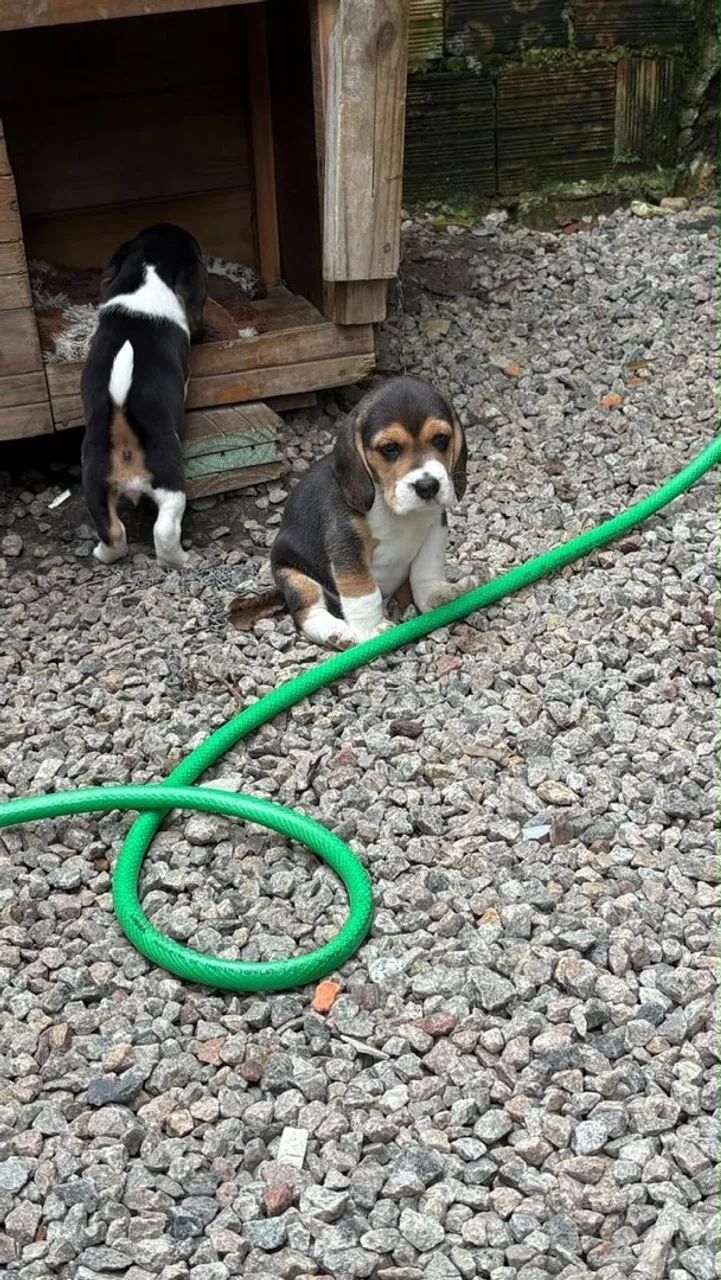 Beagle filhote