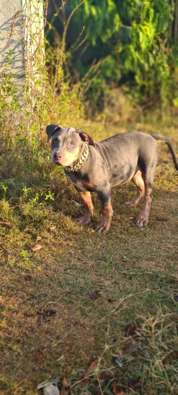 Filhote Monster TriBlue Fêmea  - Foto 2