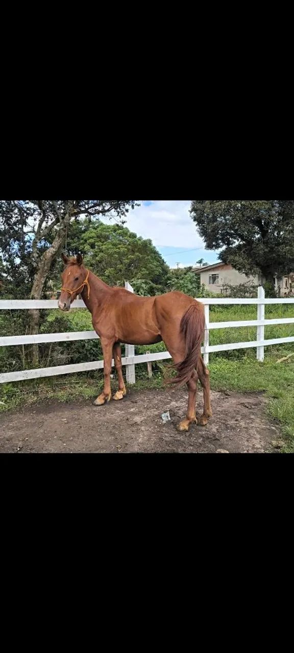Potranca recém domada mtooo mansa e linda  - Foto 2