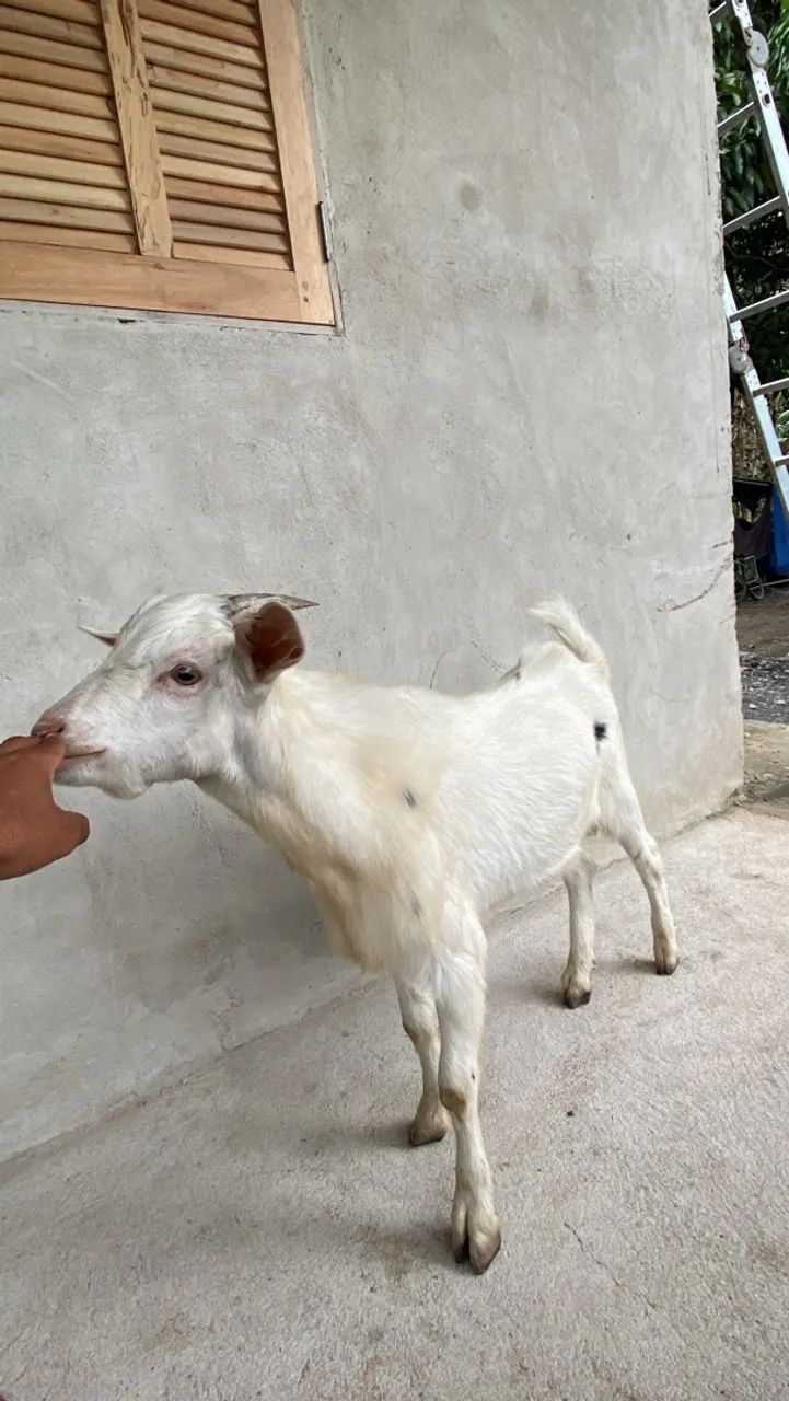 Cabrito  - Foto 2