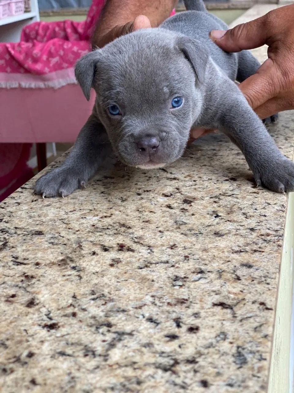 American Bully  - Foto 3