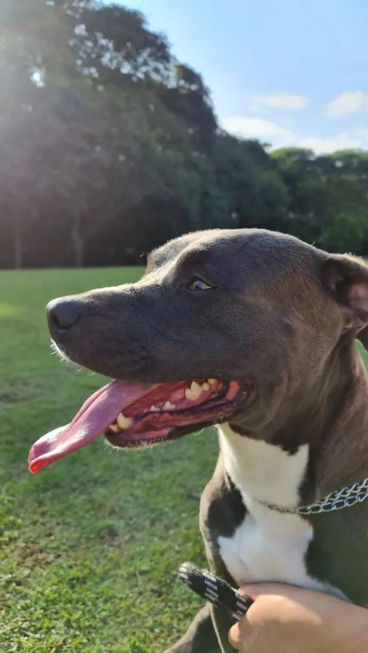 Doação Pitbull São Paulo - Foto 3