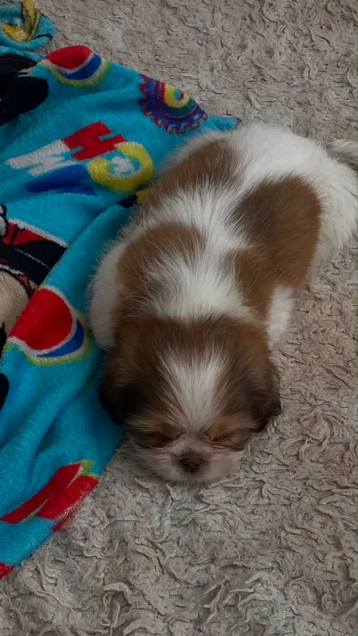 Cachorro - Foto 3
