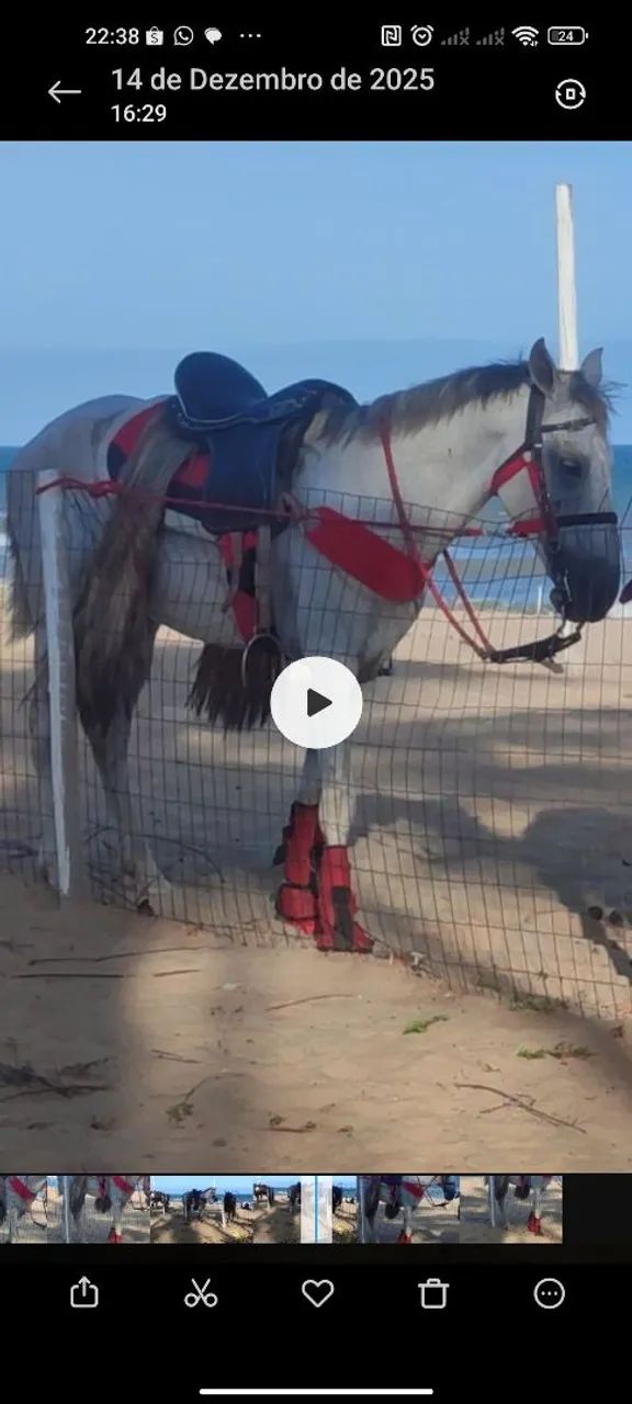 Cavalo inteiro vendo ou troco   - Foto 2