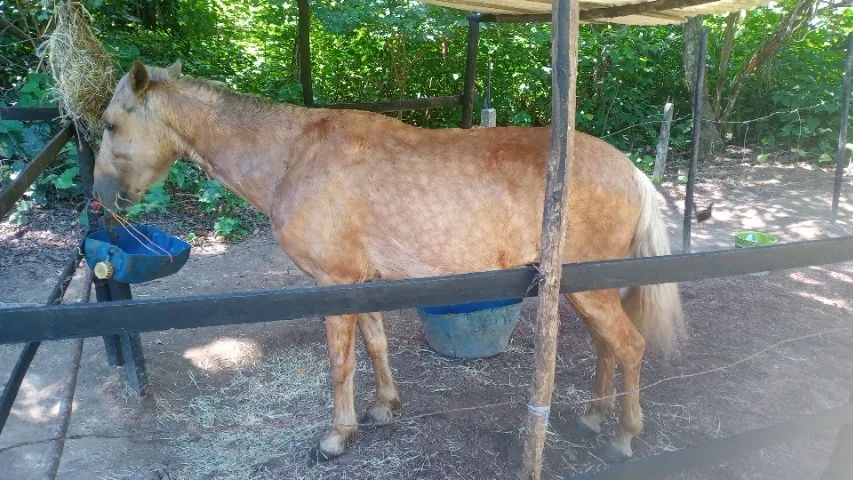 Cavalo