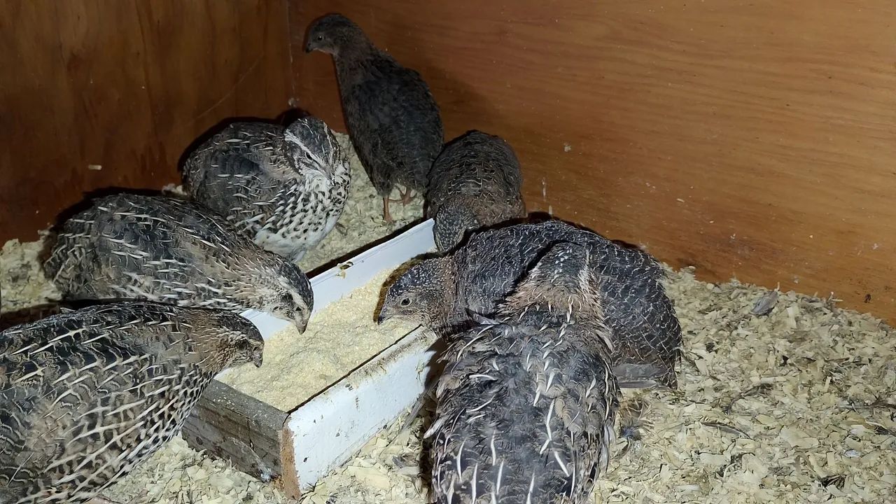 Codornas Gigantes - Foto 3