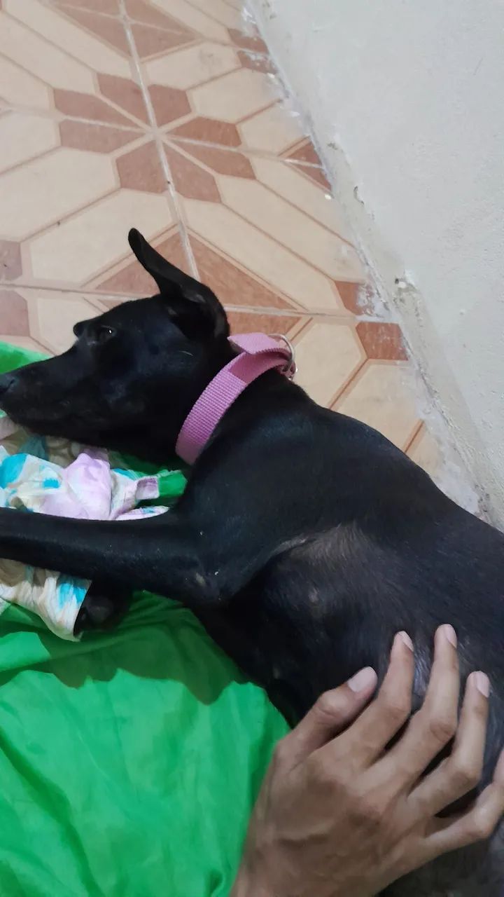 Cadela castrada - Foto 3