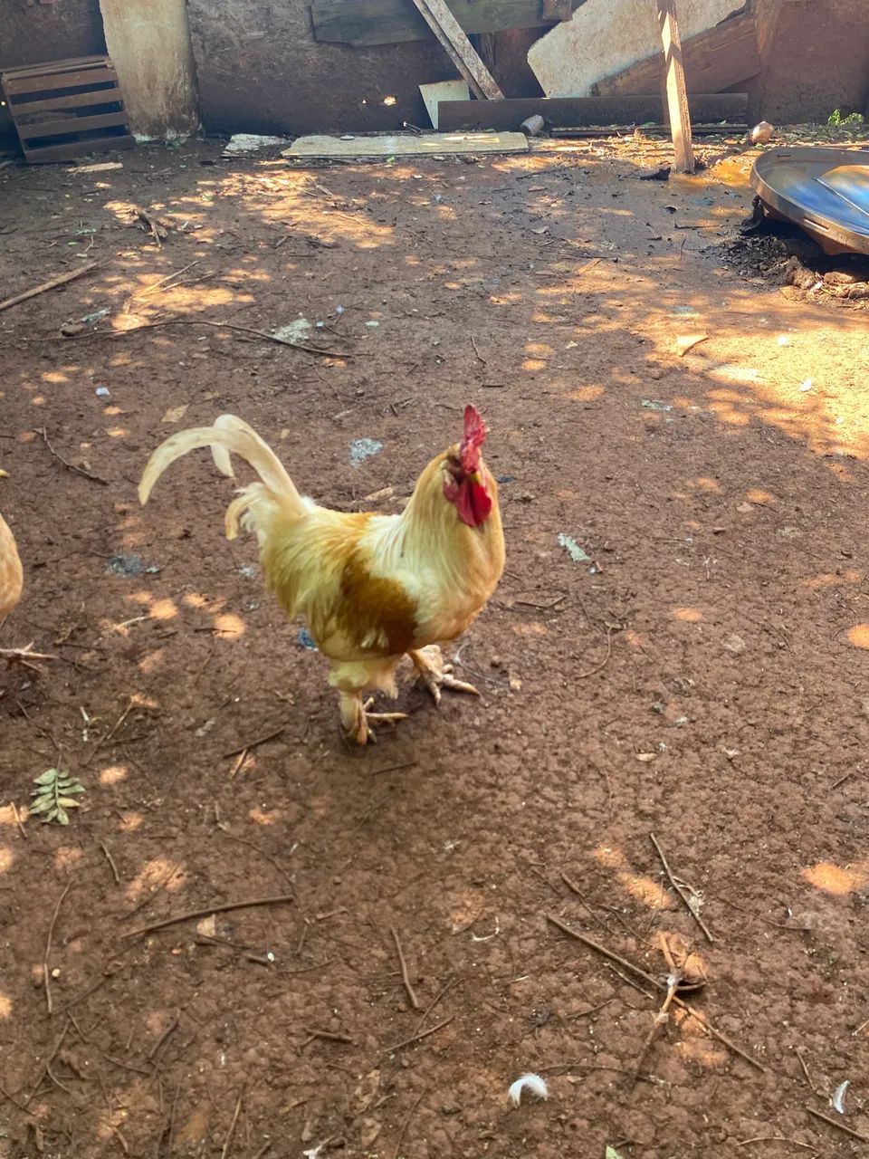 Vendas e patos e galinhas e patinhos - Foto 4