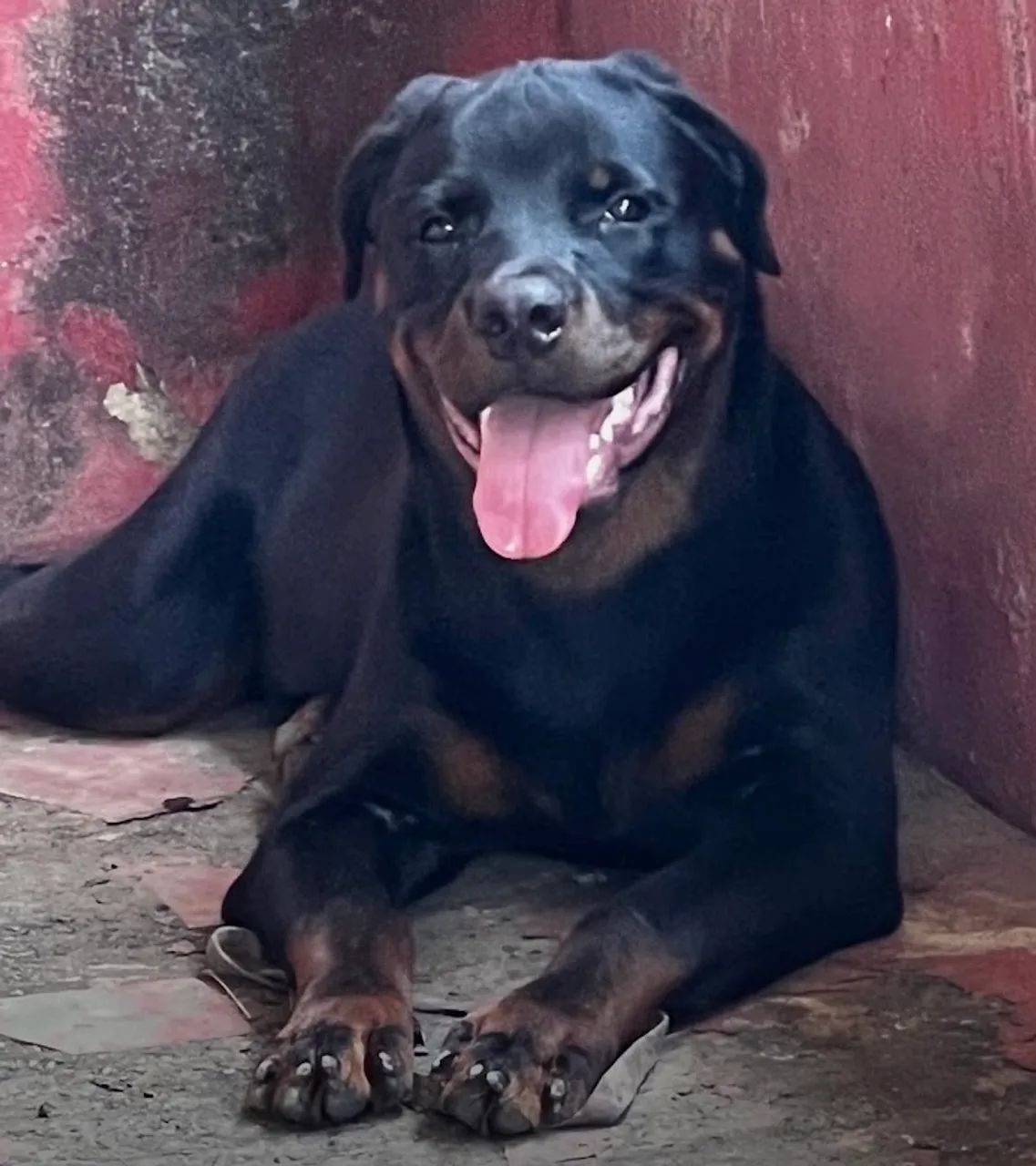 Rottweiler Macho 