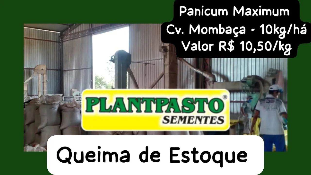 SEMENTES PARA PASTAGENS  - Foto 2