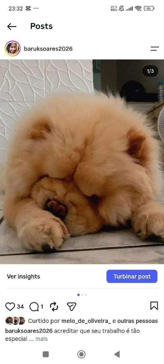 Chow Chow  - Foto 3