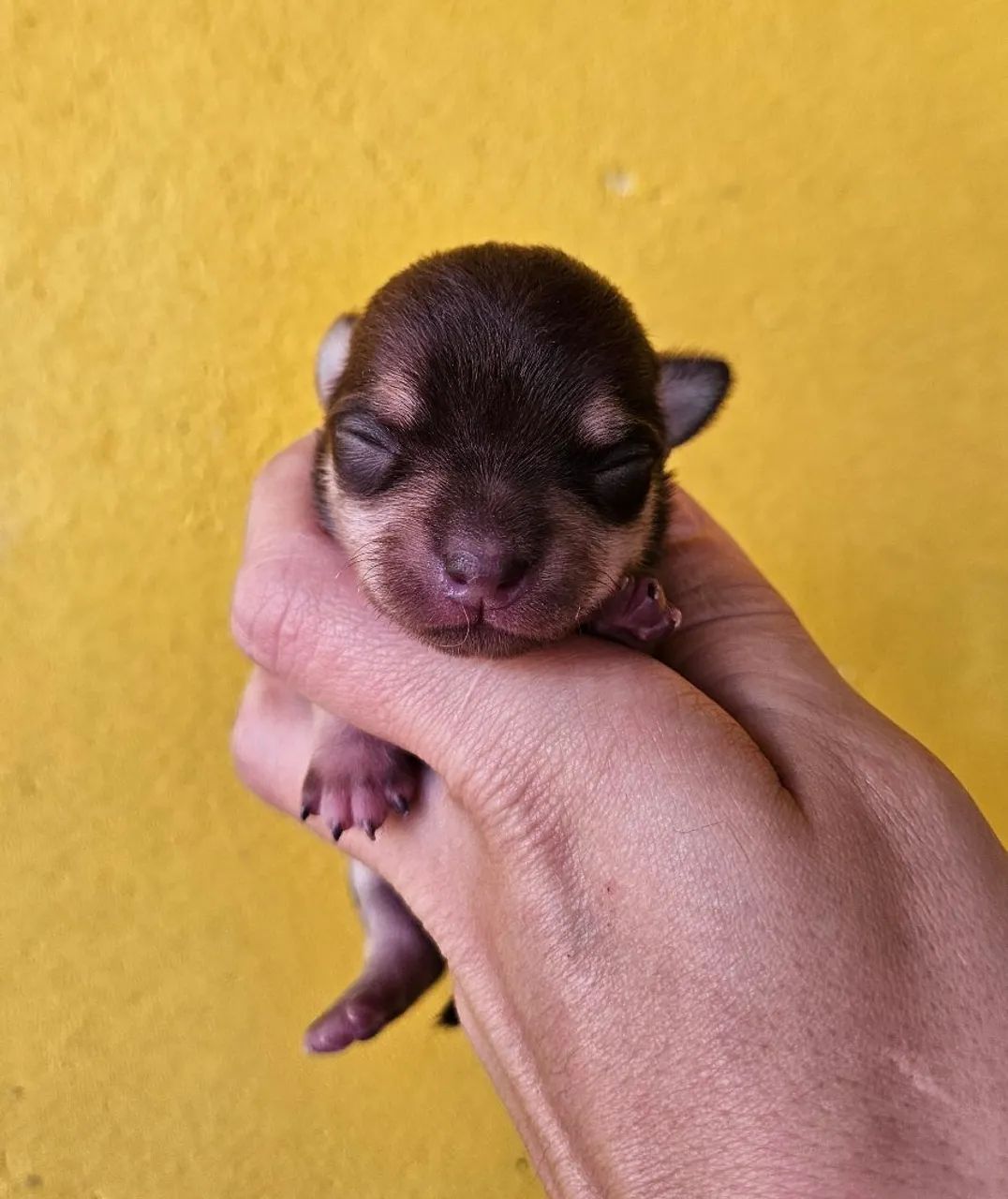 Chihuahua para reservas - Foto 2