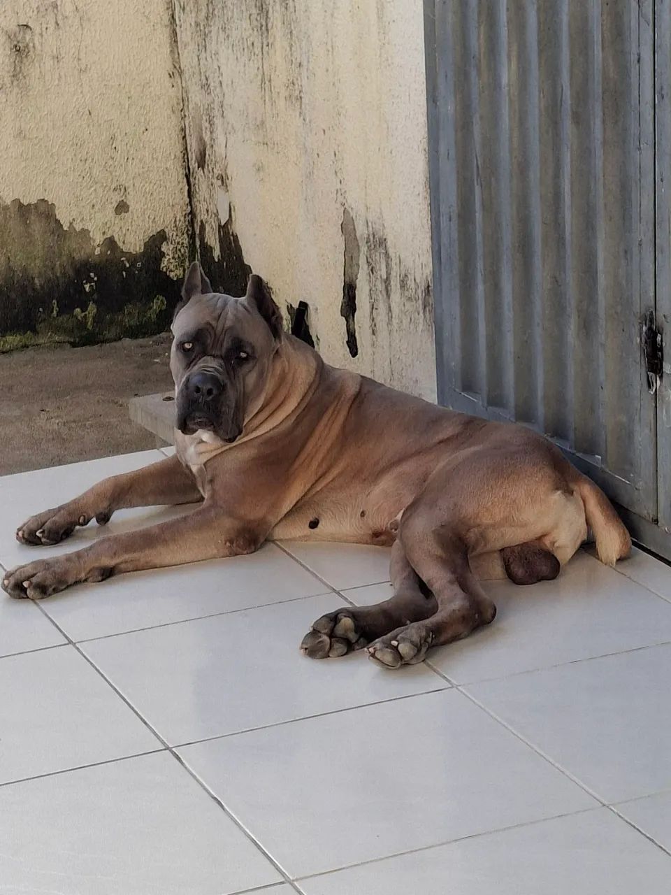 Cane corso disponível para cobertura  - Foto 4