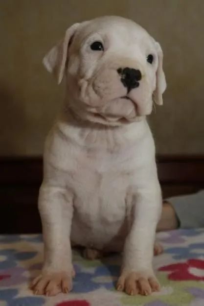 Dogo Argentino  - Foto 2