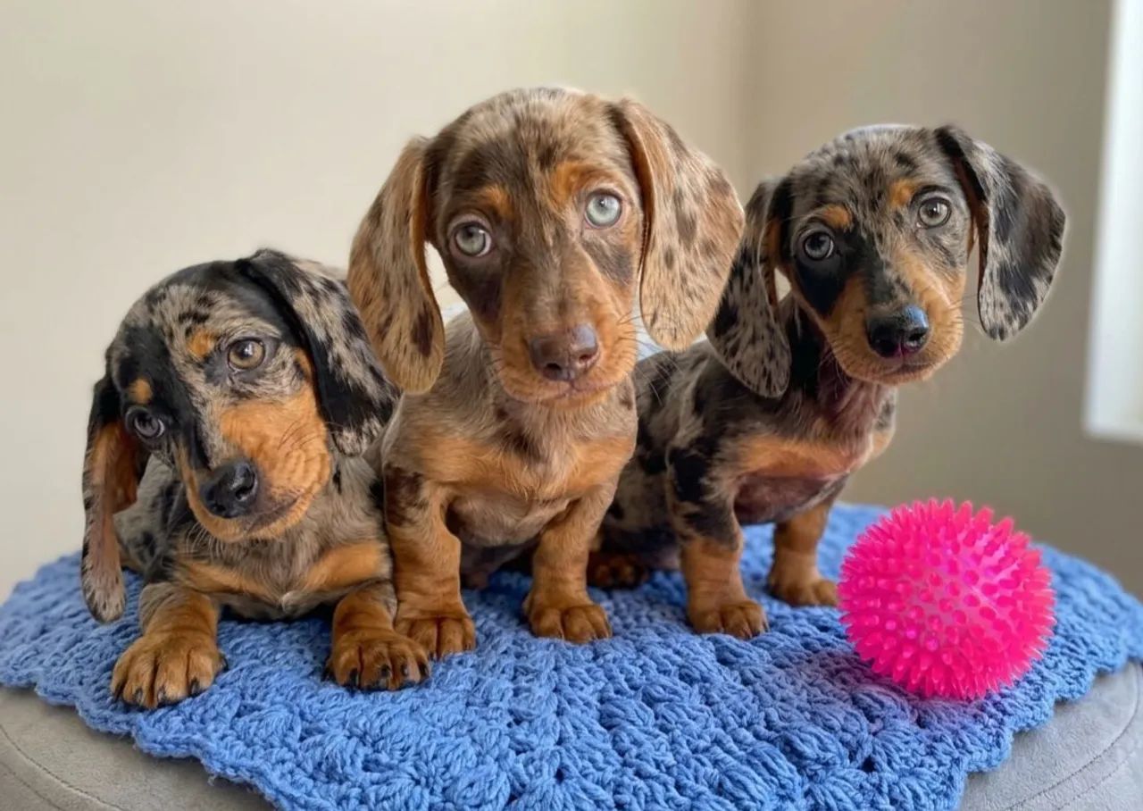 Dachshund Teckel Basset arlequim pelo curto fêmea 