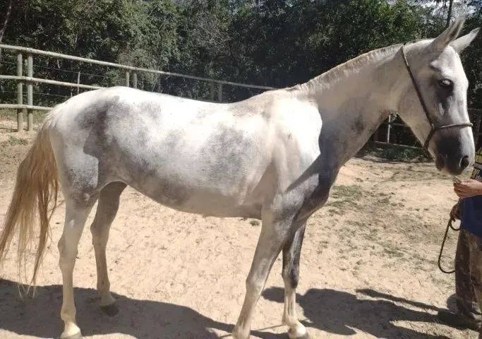 Egua mangalarga, registro definitivo, filha de campeão