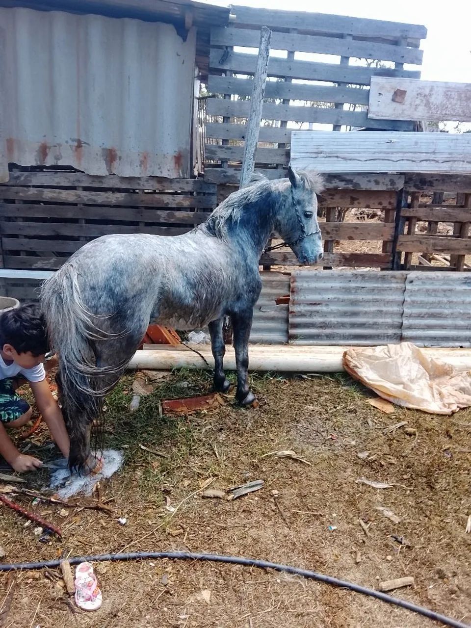 Mini pônei lindo e mansinho