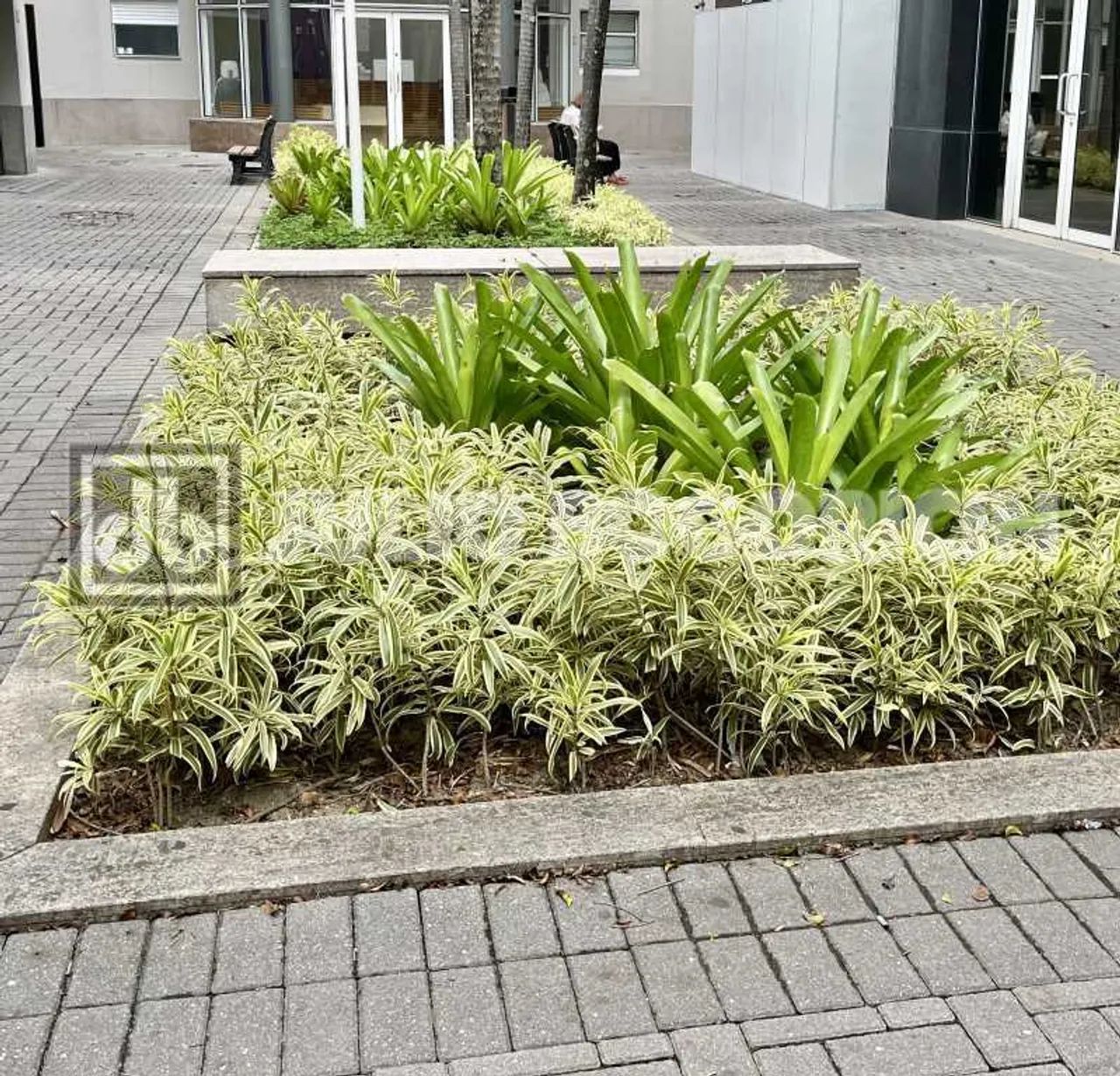 Loja : / Comercial / Barra da Tijuca - Foto 3