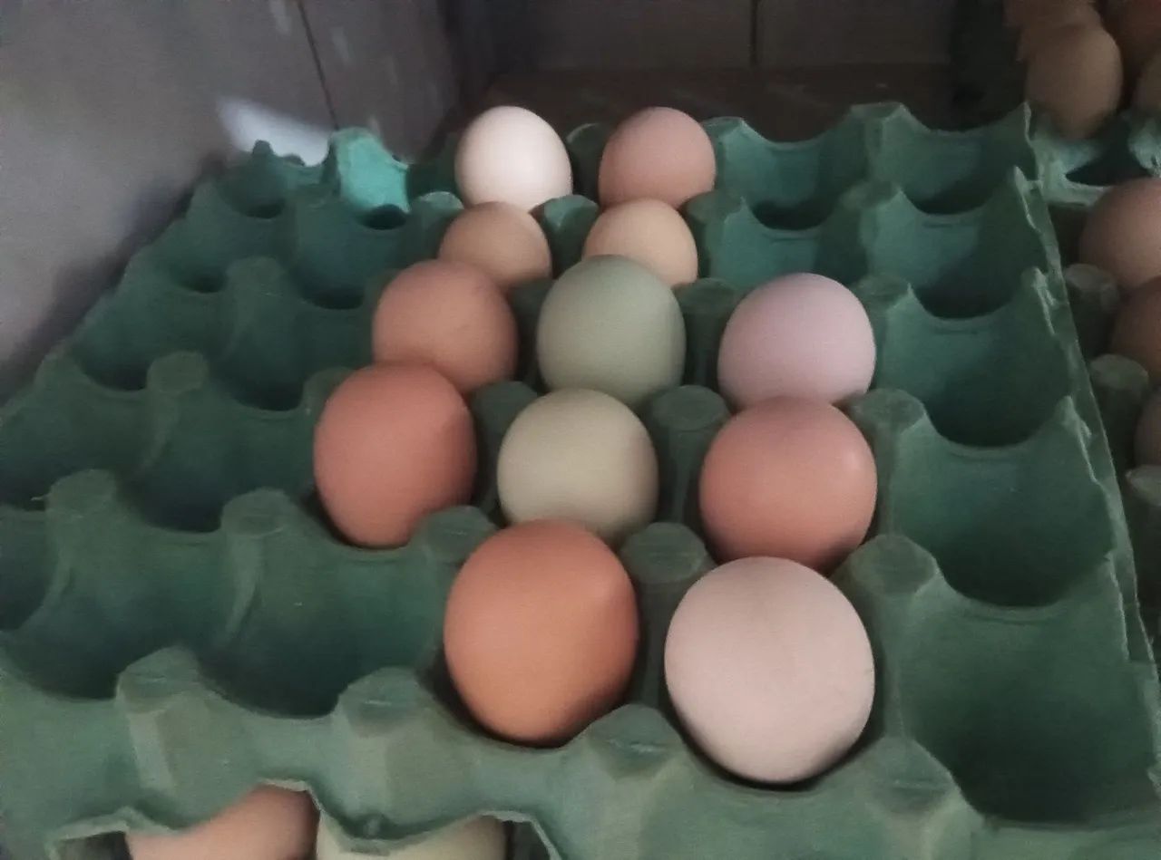 Dúzia de ovos de galinha caipira azuis e vermelhos
