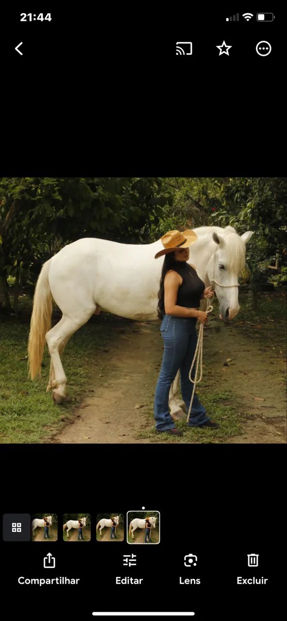 Cavalo manga larga marchador  - Foto 5