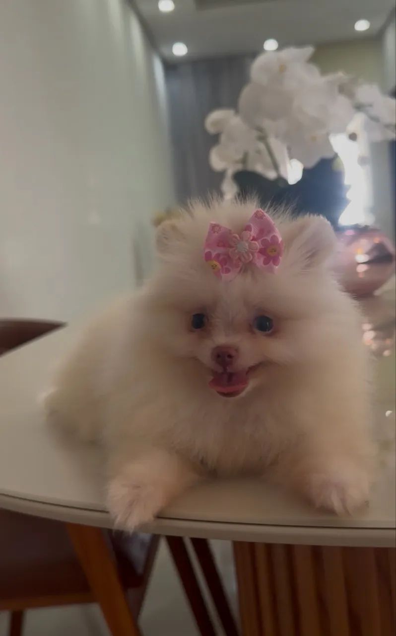 Spitz alemão macho e fêmea. - Foto 2
