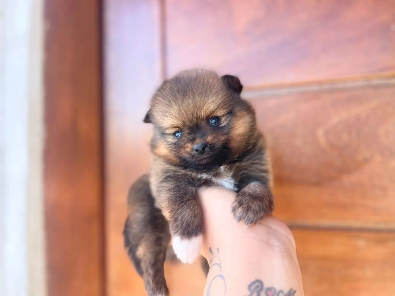 Lulu macho com Pedigree  - Foto 5