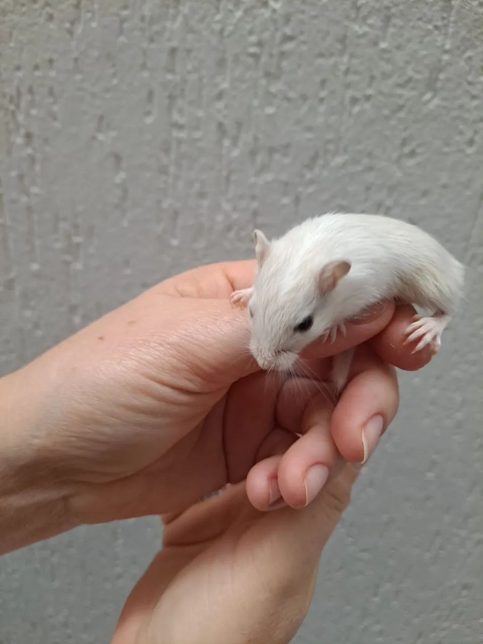 Esquilo da Mongolia Gerbil Polar Fox - Foto 2