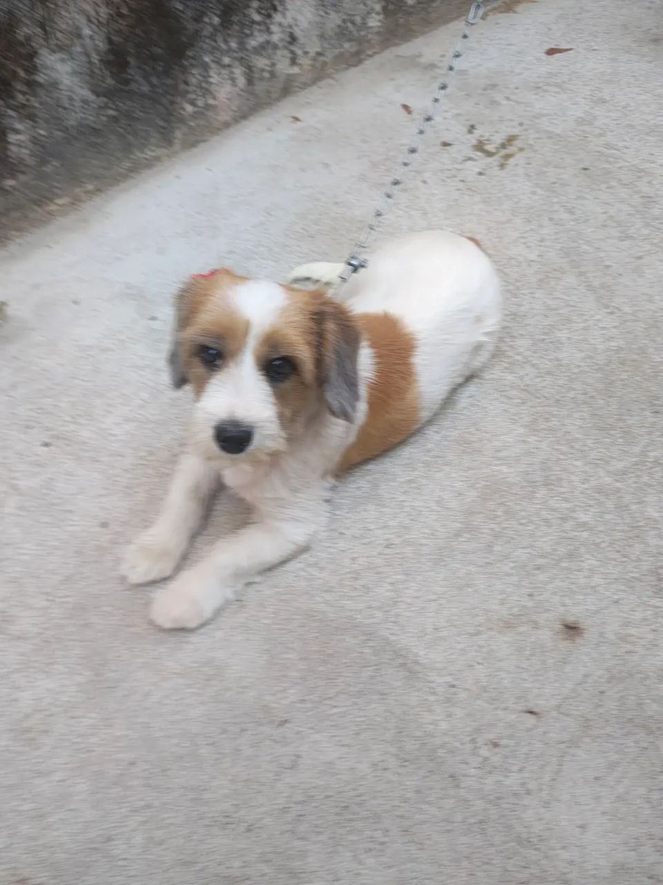 Doação cachorro  - Foto 4