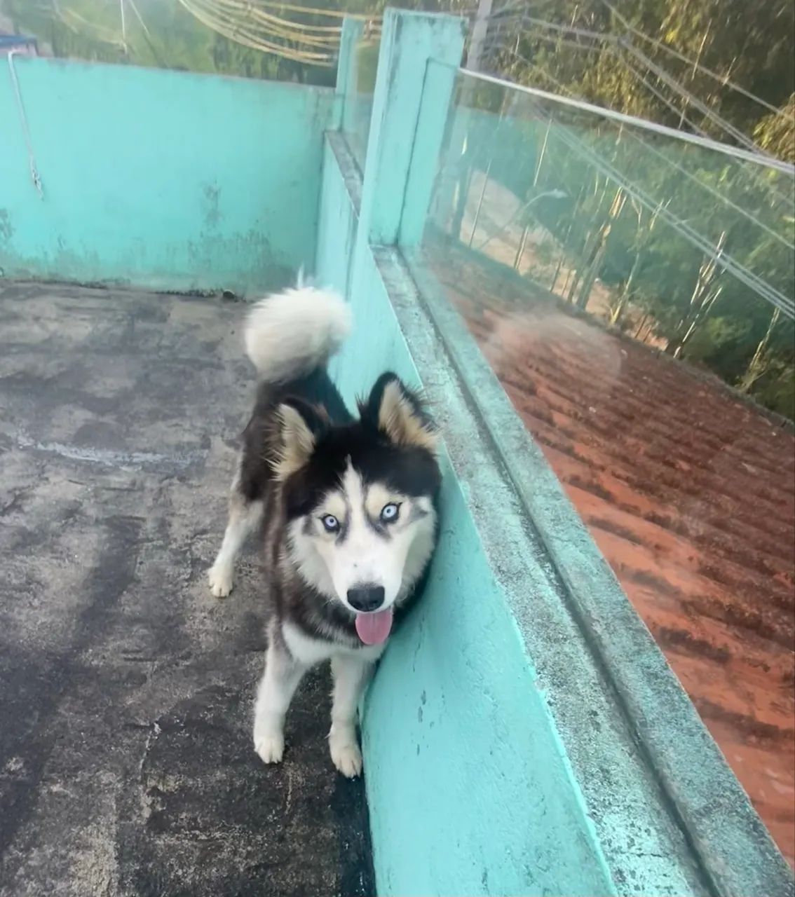 Doa- se husky siberiano  - Foto 5